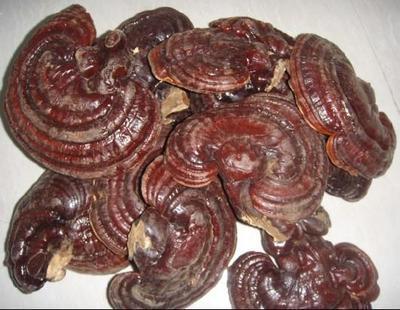 靈芝批發廠家 江西安遠浩民農產品的專業供應與優勢