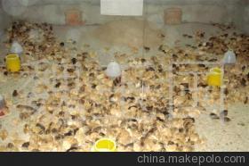 常年出售江蘇淮安優(yōu)質(zhì)草雞苗 品質(zhì)保障，專業(yè)供應(yīng)